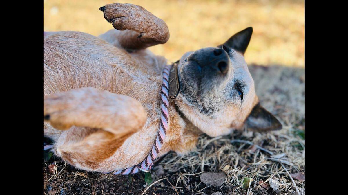 A veterinarian’s office led a North Carolina dog to a new home.