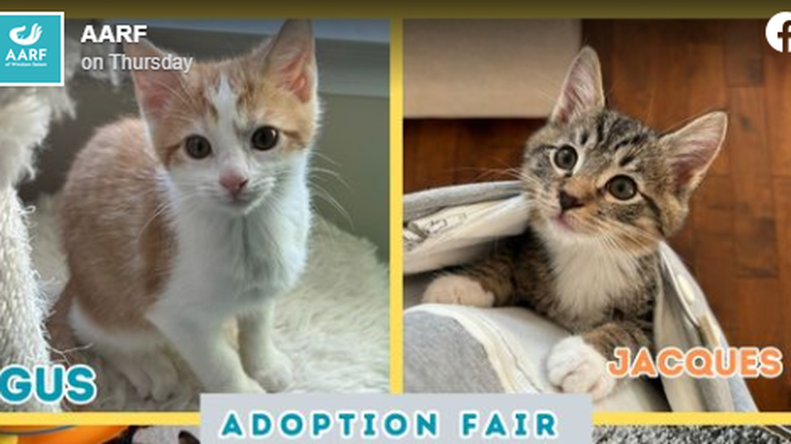 The 2-month-old kittens need new homes, a North Carolina animal rescue said.