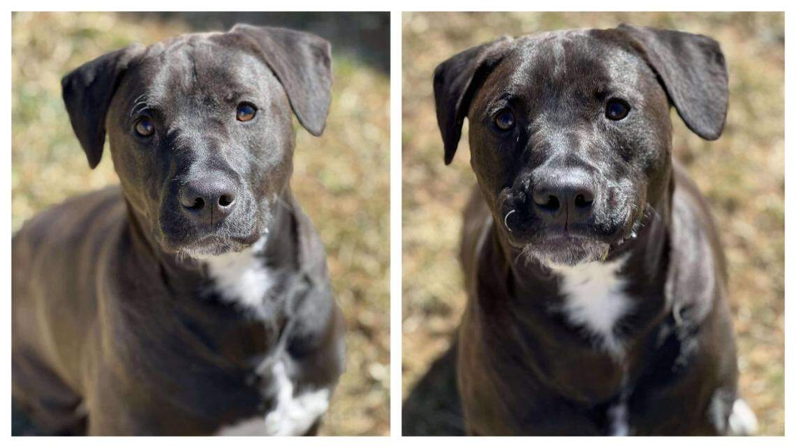 Linus the “gentle” dog waited more than one year for a new owner.