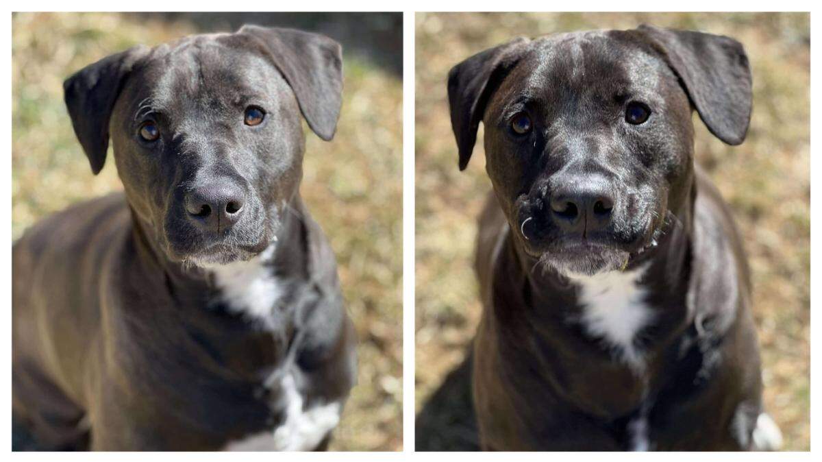 Linus the “gentle” dog waited more than one year for a new owner.