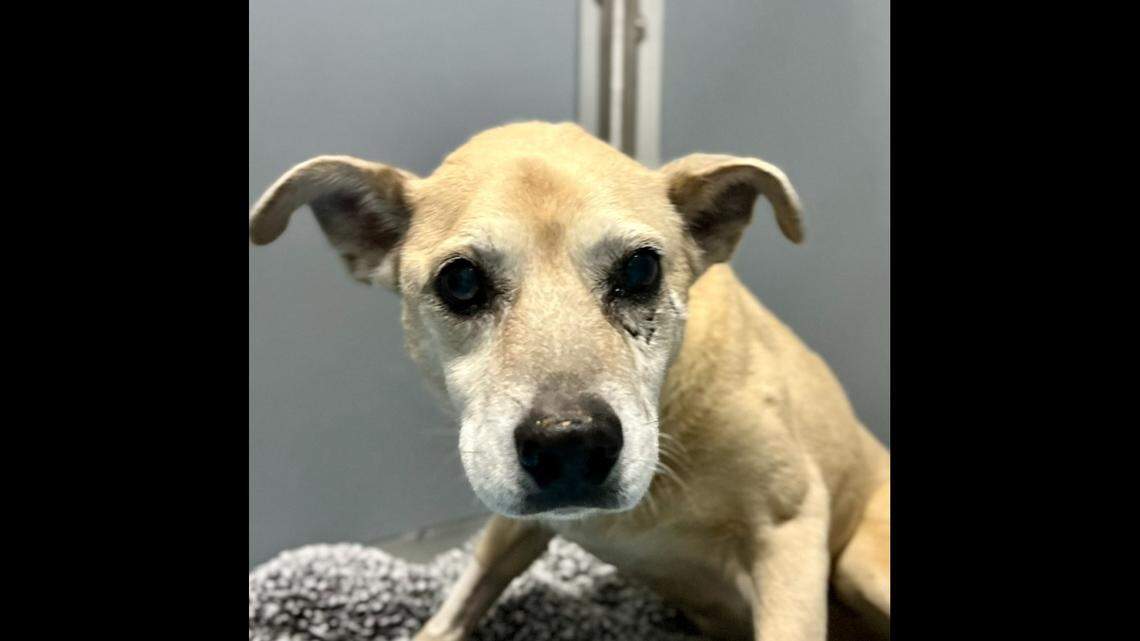 The “sweet” North Carolina shelter dog needs a new owner.