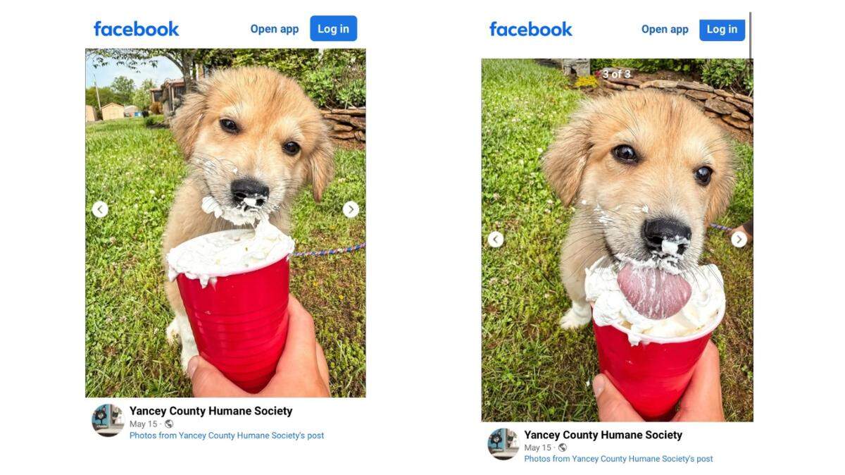 A sick puppy recovered and was adopted in North Carolina.