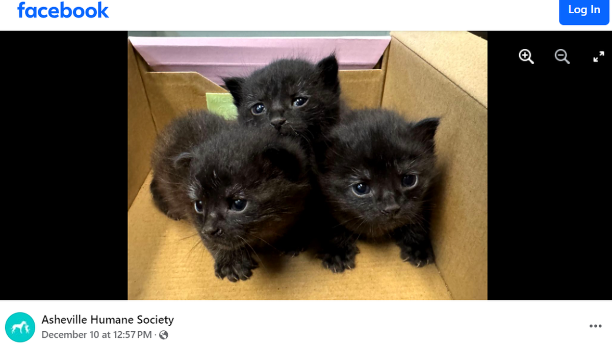 A North Carolina shelter shared the good news that the three kittens got new owners.