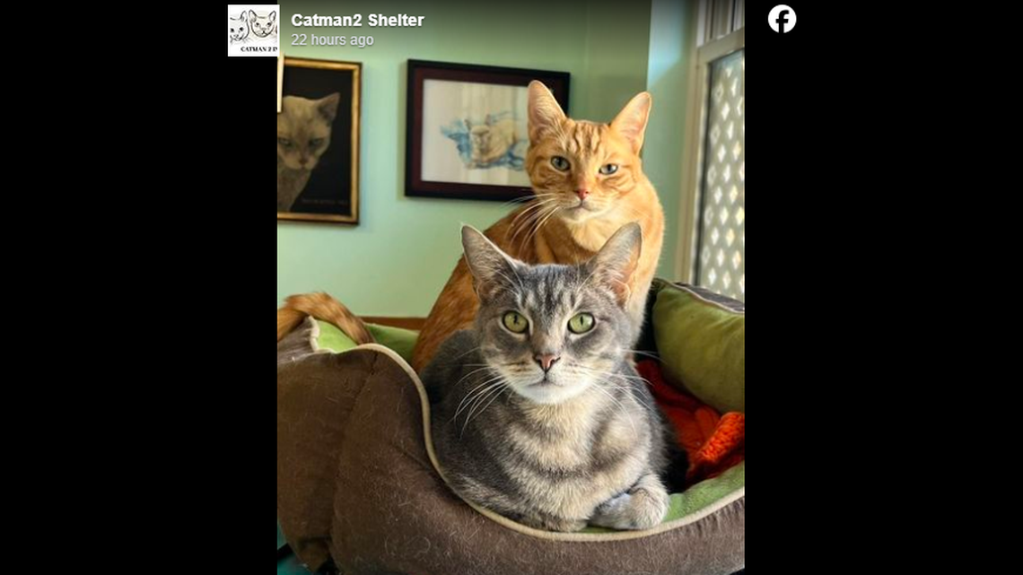 Vinny, front, and Leo went up for adoption after their return to an animal shelter in Western North Carolina.