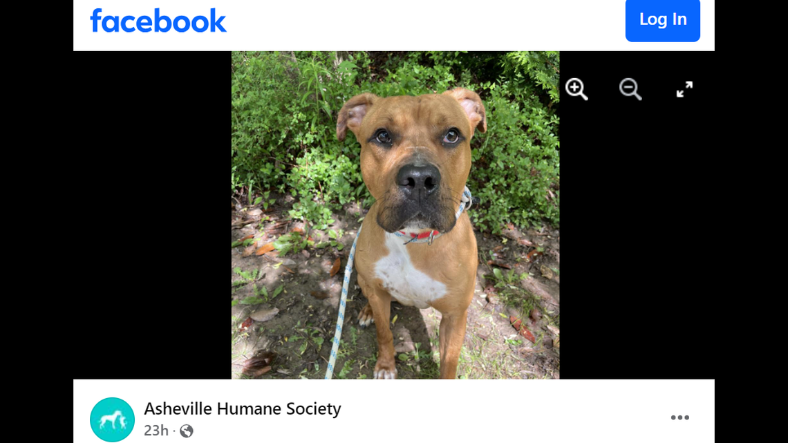 A “fun-loving” dog with “silky soft” fur needs a second chance in North Carolina.