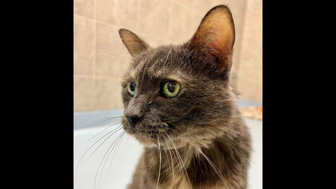 Ninja Kitty is known as a “silent but loyal” cat.