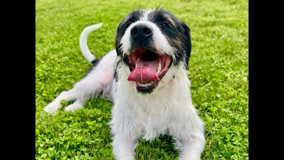 Goof the dog needs a new owner after spending more than 200 days at a North Carolina shelter.