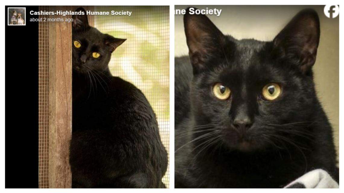 Katrina, left, and Ivan are available for adoption in North Carolina.