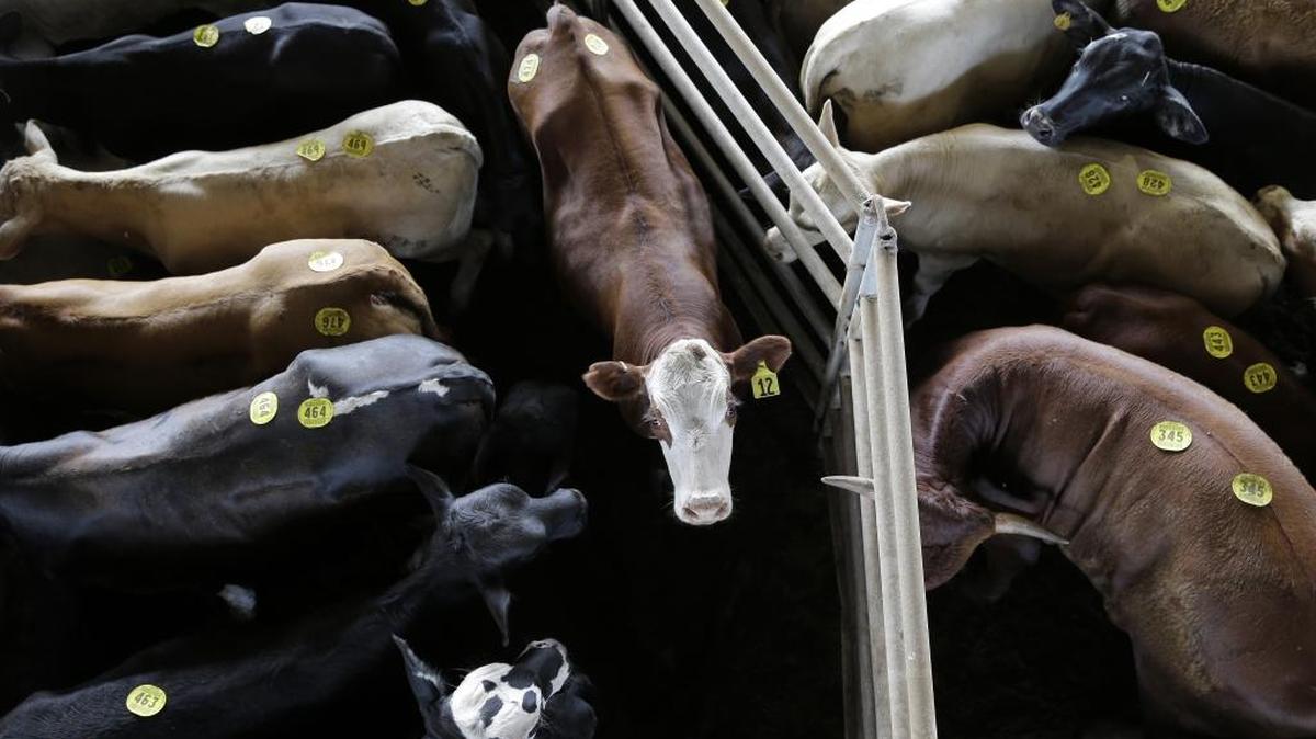 Tagged cattle are housed in a pen prior to auction in Texas.