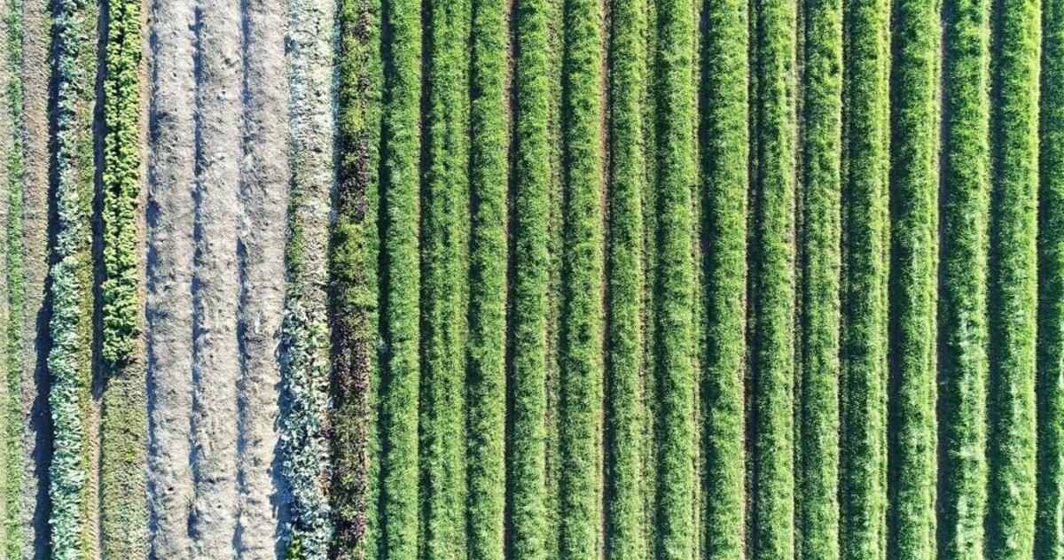 Wild Hope Farm's rows of vegetables and cover crops look like multi-colored corduroy when seen from the air.