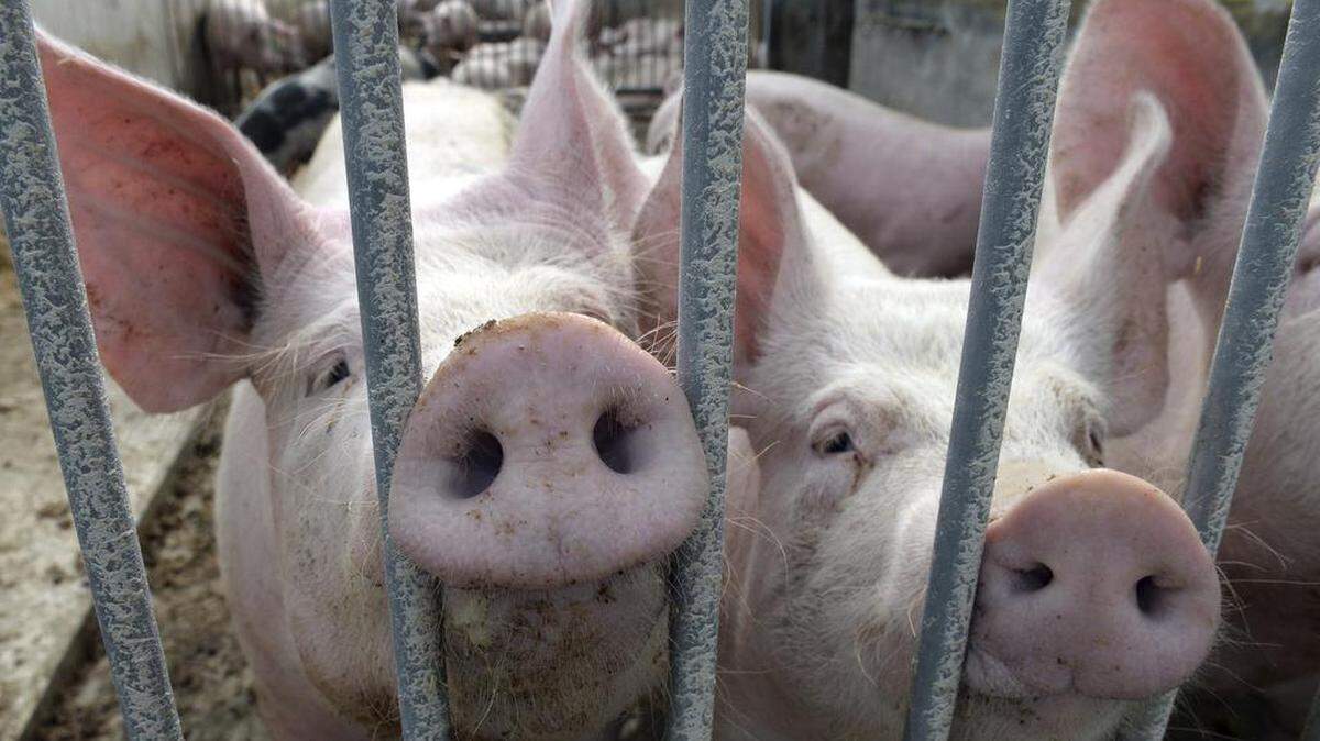 Duke Energy on Thursday said one of its power plants in central North Carolina has begun burning natural gas created from pig manure, a project intended to help the company comply with state law.