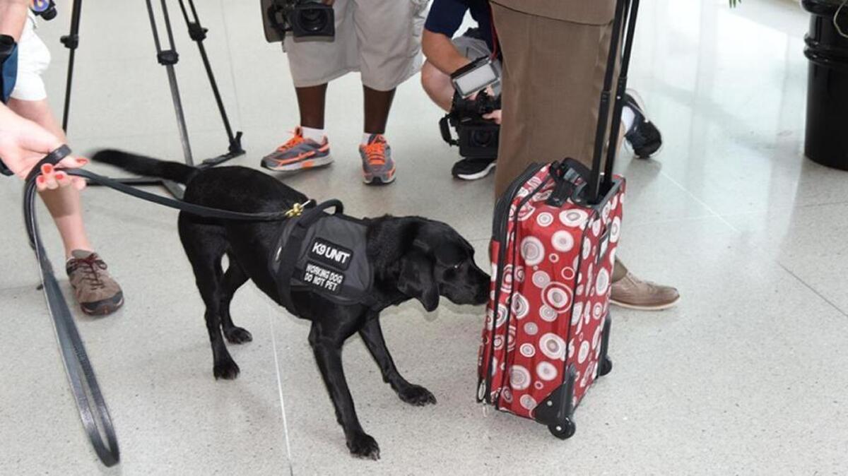 TSA dog Fable, a 6-year-old black labrador, sniffs for explosives during an exercise at Charlotte Douglas airport.