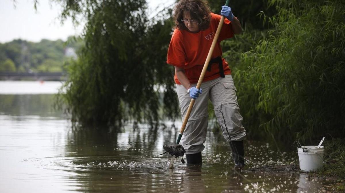 Madeline Schreiber of Virginia Tech pulls sediment samples from the Dan River in Danville, Va., in 2014.