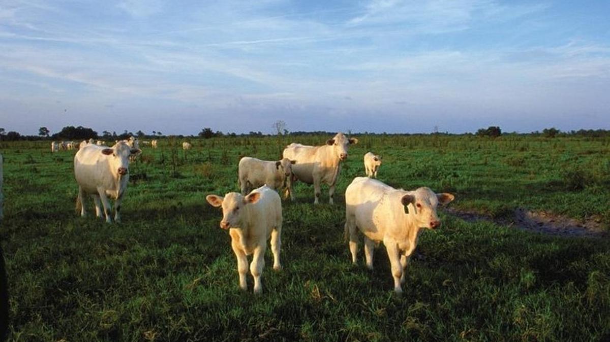 
Charlotte-based Compass Group USA this week announced new animal welfare policies that will affect the leading food-service company’s procurement practices. The company will, for example, work with suppliers to prevent horn and tail removal of diary cows and castration and horn-removal of beef cattle. 
