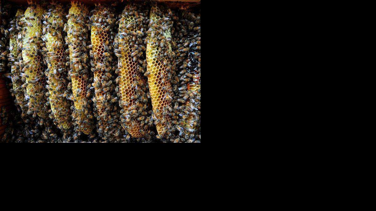 
Lowe’s said it plans to phase out products that contain certain chemicals shown to be harmful to bees. 
