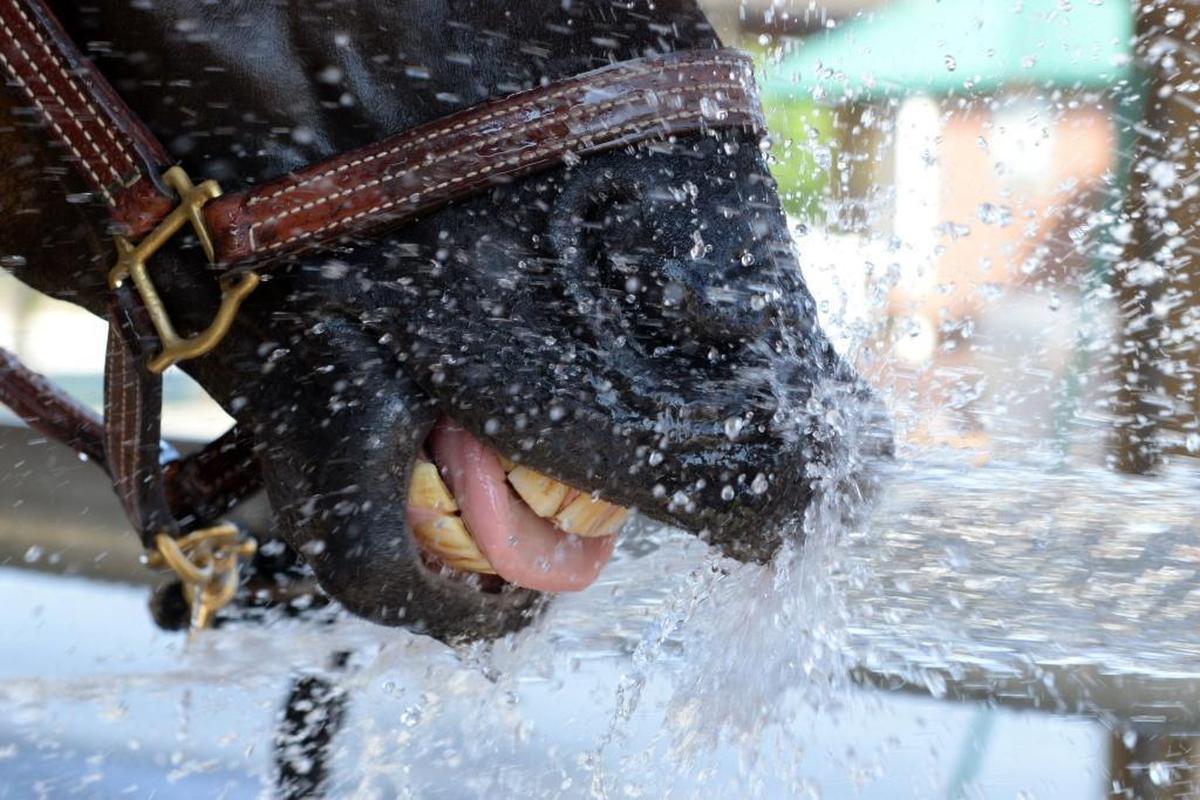 Klyde, a jumping race horse, tries to lap up water as Kayla Heggy, his caretaker, gives him a bath during the 2017 Tryon Summer VII CSI 2 at Tryon International Equestrian Center on Wednesday.