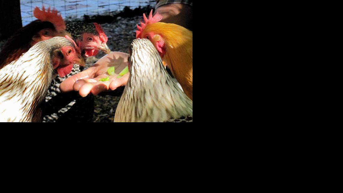 
TrustHouse Services Group said Monday that it will switch all 1 million pounds of its yearly liquid egg usage – about 10 million eggs – to cage-free by 2020. 
