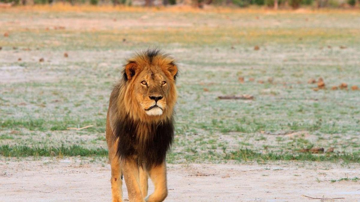 
Cecil the lion roams on the plains in Hwange National Park in November 2012 in Zimbabwe. In July 2015, an American dentist named W. Palmer killed Cecil the lion with a bow and arrow during an illegal hunt in Zimbabwe. American Airlines is the latest carrier to ban transport of big game trophies. 
