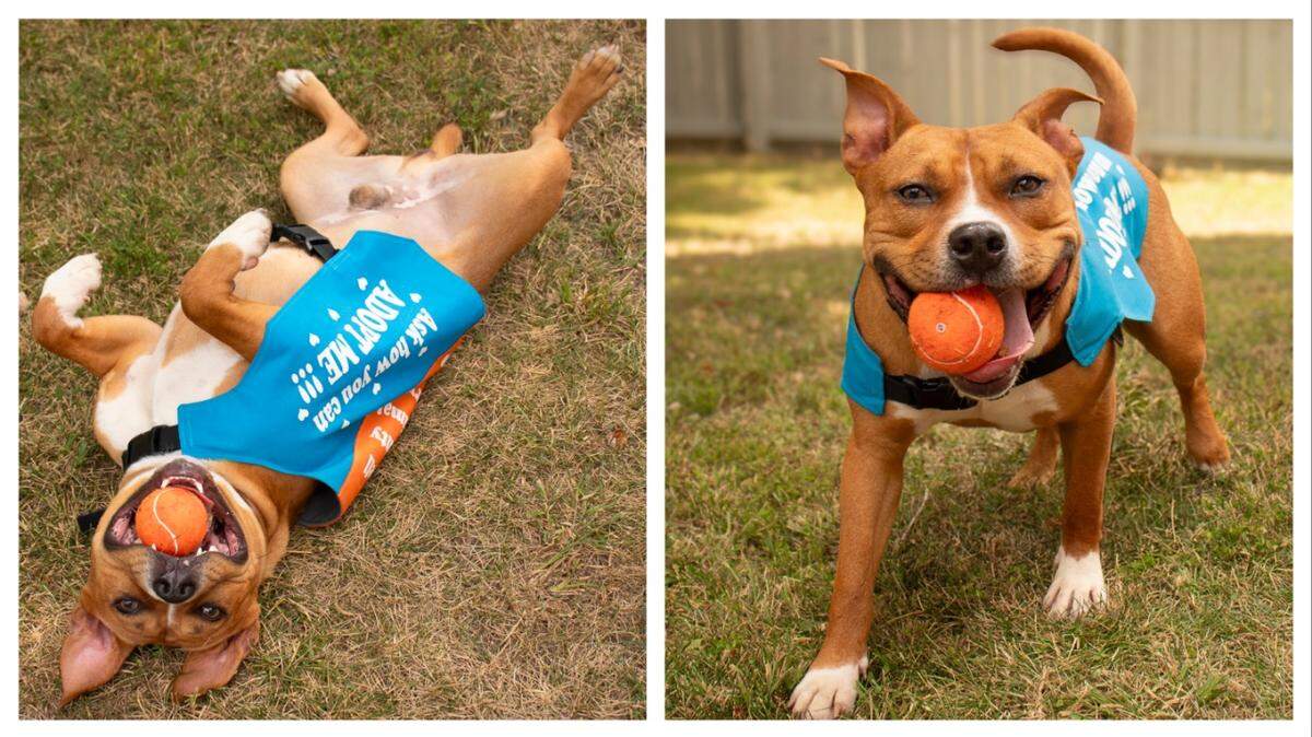 Pizza Party the dog is up for adoption in North Carolina.