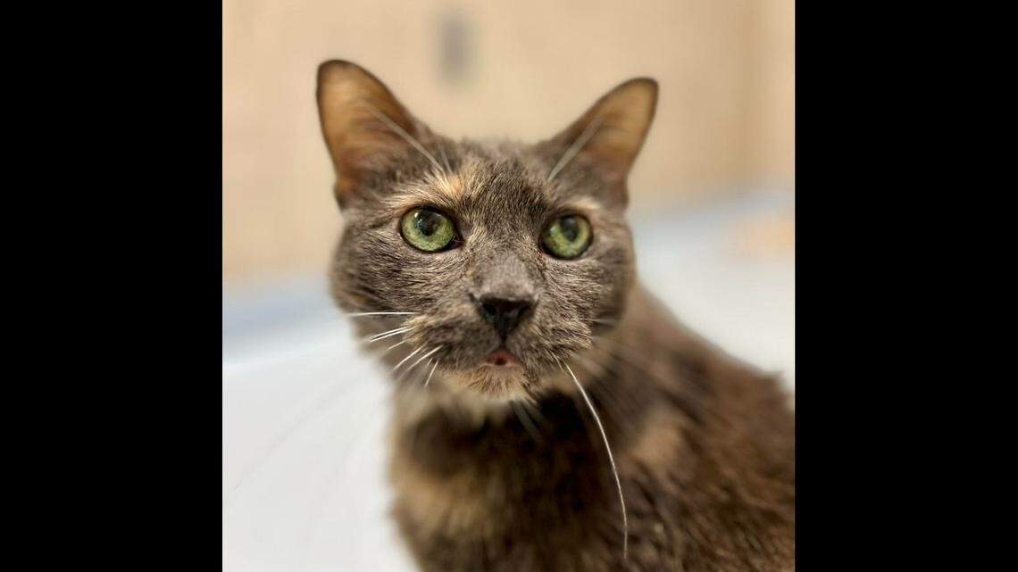 Ninja Kitty, a senior cat with diabetes, is available for adoption in North Carolina.