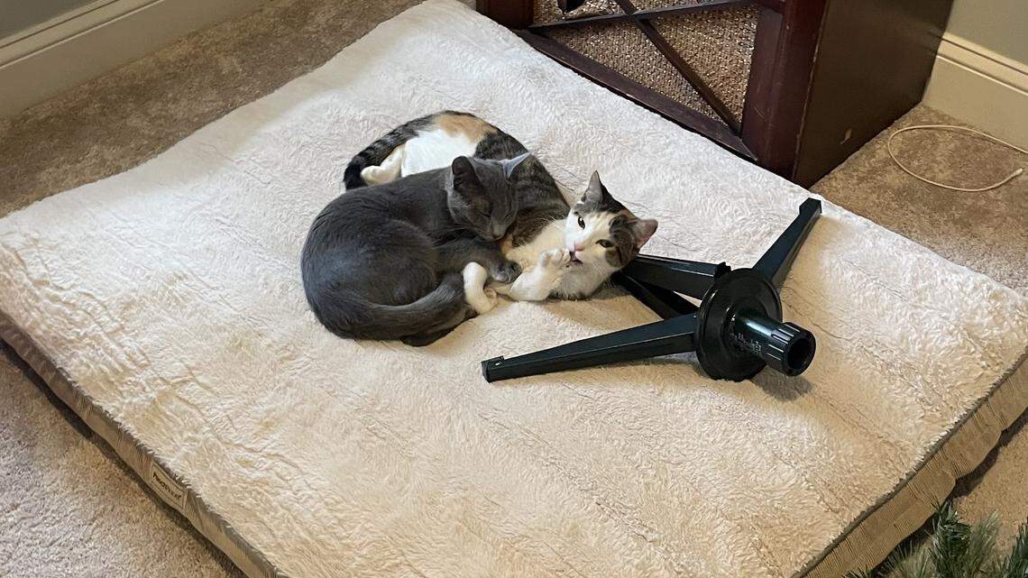 Pearl, left, and Dolly are North Carolina cats known for their “playful spirits.”