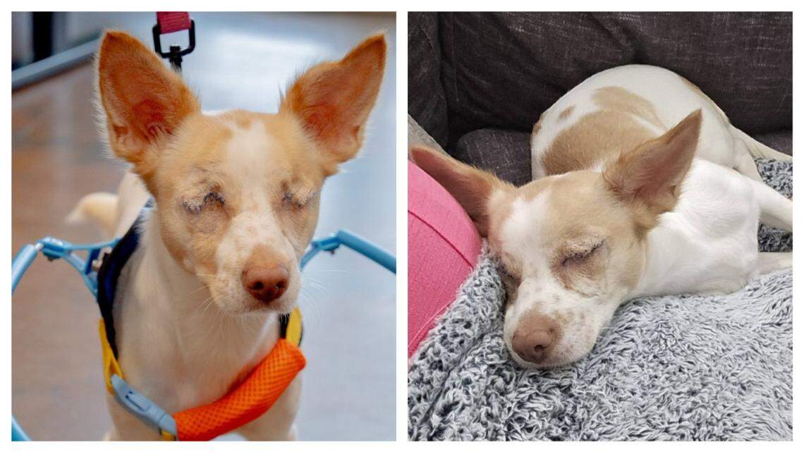 Forsyth Humane Society