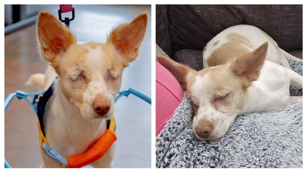 Philly the blind dog is up for adoption in North Carolina.