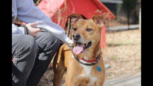 Buddy the dog was adopted after his previous family faced a tough choice, a North Carolina shelter said.