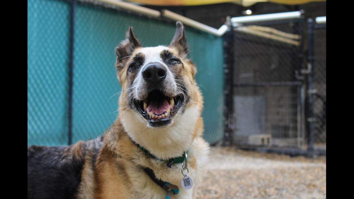 Senior shelter dog overlooked for a year finds ‘perfect’ home with familiar face