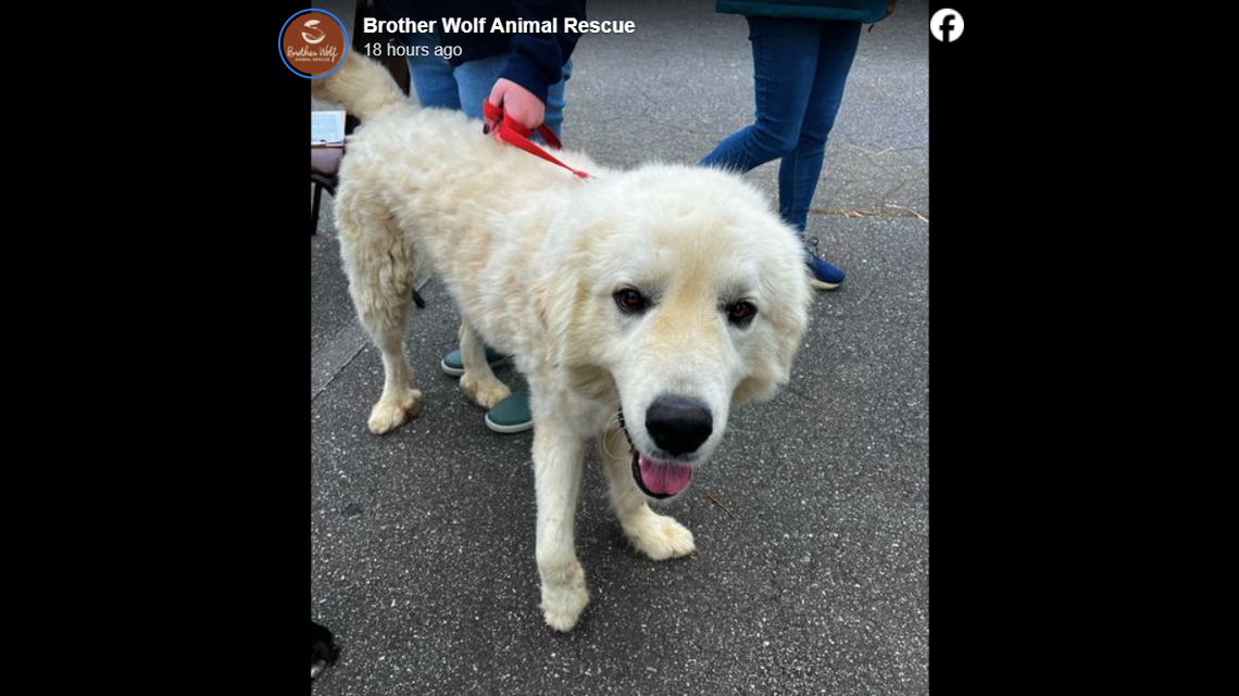 A rescuer saved a dog’s life during Hurricane Helene, a North Carolina shelter said.