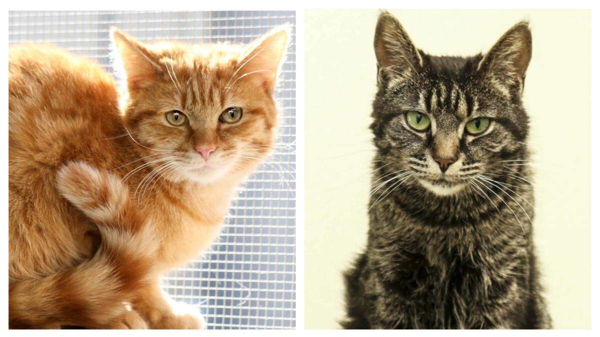 North Carolina cats Percy, left, and Winter were adopted into the same home, making for a double dose of good news.