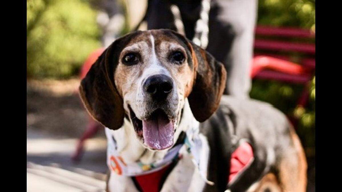A woman rushed to adopt an overlooked dog after a North Carolina shelter shared an emotional plea.