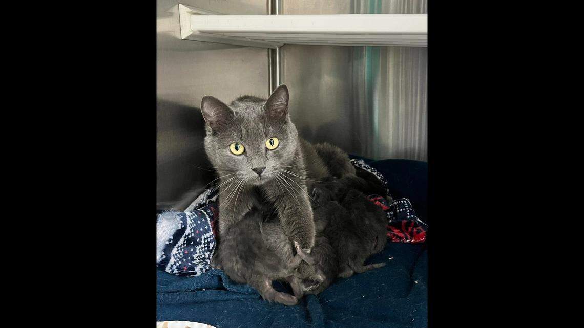 A rescued cat and her babies will go up for adoption after a “caring” college student helped them, a North Carolina shelter said.