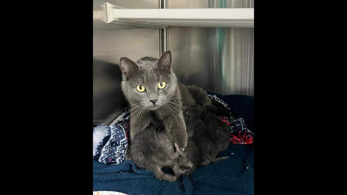A rescued cat and her babies will go up for adoption after a “caring” college student helped them, a North Carolina shelter said.