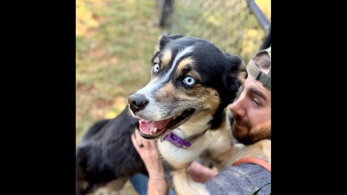 A “diva” dog is up for adoption in North Carolina.