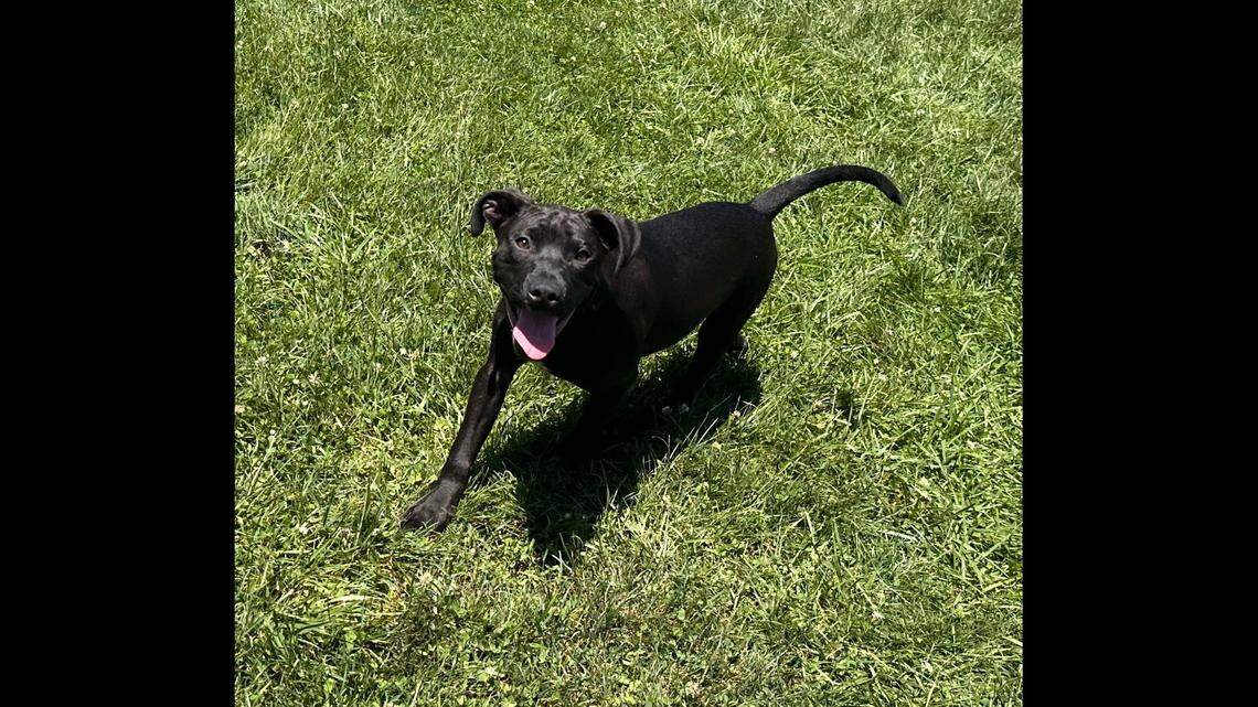 Dobby the “extremely smart” puppy is waiting for a home.