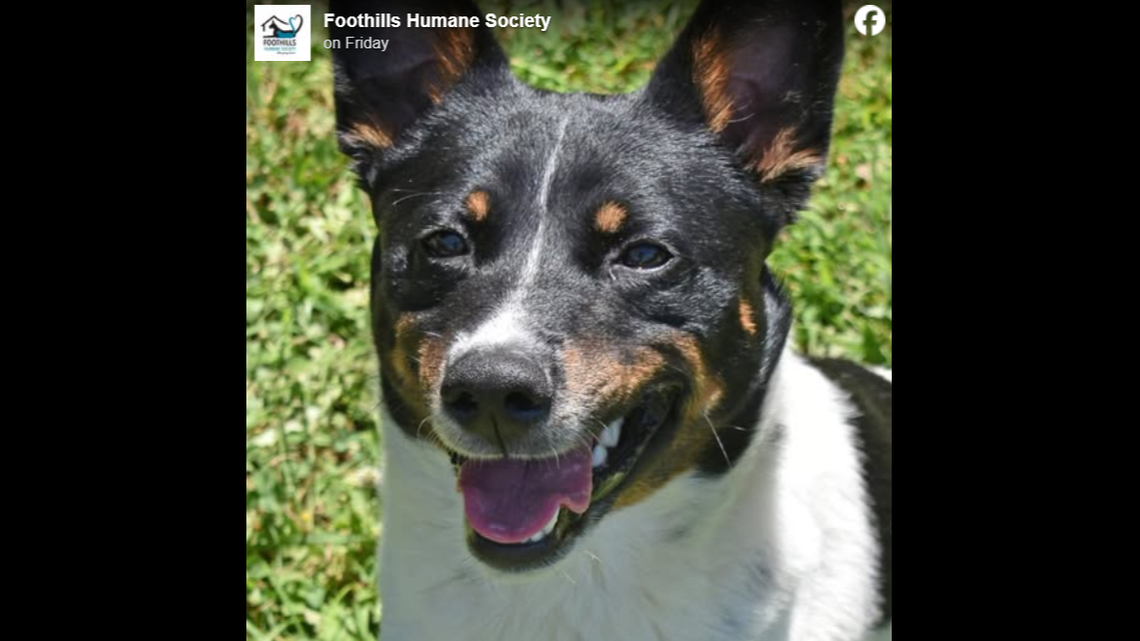 A dog rescued near a dumpster is up for adoption in North Carolina.