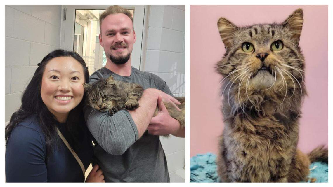 Theodore the cat, a star on TikTok, was adopted in North Carolina.