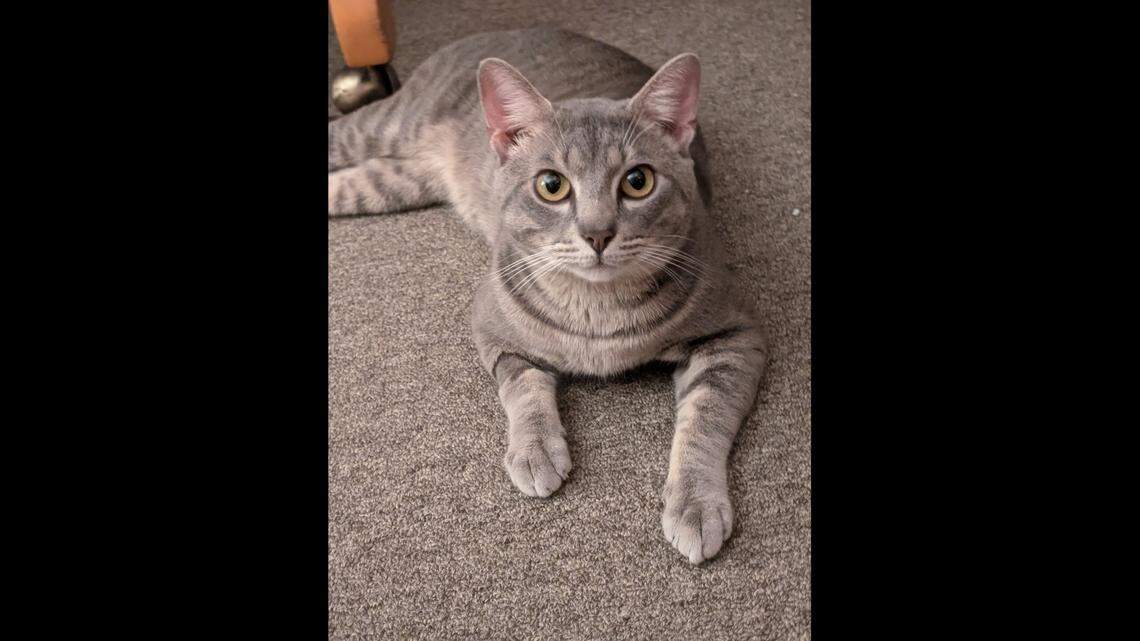 Tony is known as a friendly and playful North Carolina cat.