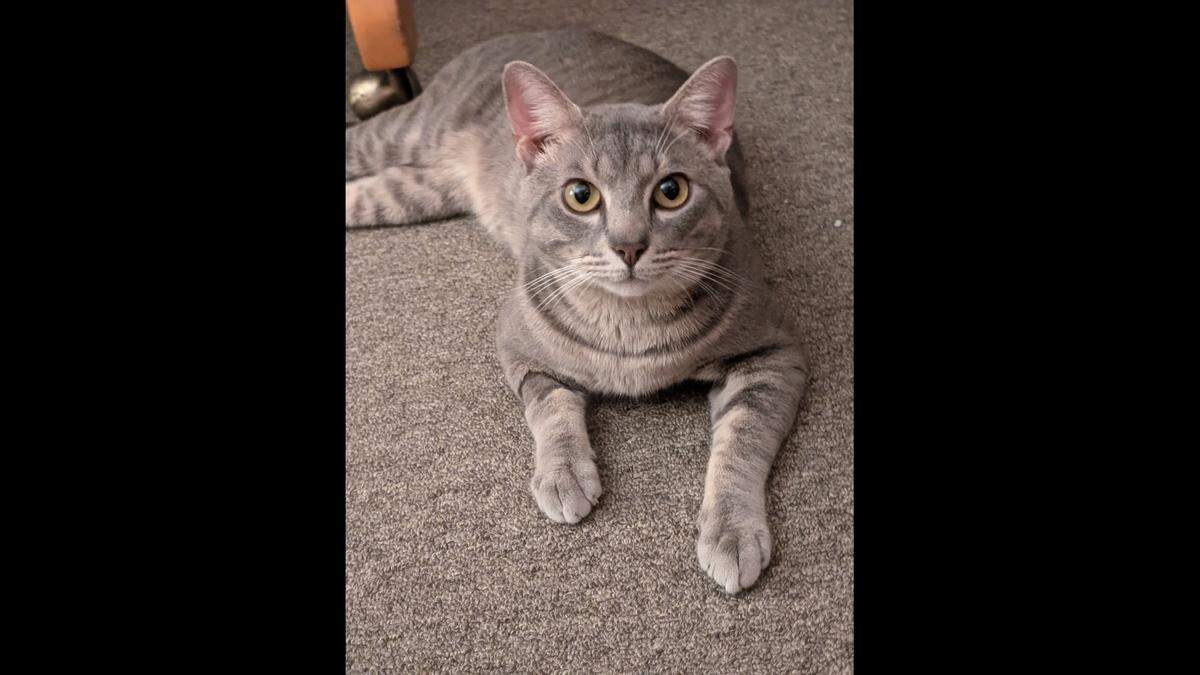 Tony is known as a friendly and playful North Carolina cat.