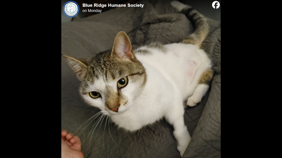 The cat was saved from being put down, a North Carolina shelter said.