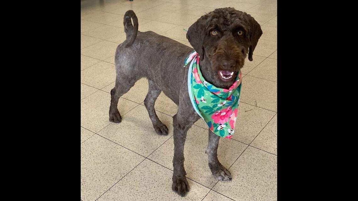 A “sweet” dog found with matted fur got a second chance in North Carolina.