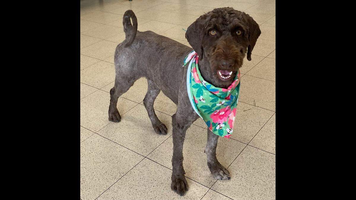 A “sweet” dog found with matted fur got a second chance in North Carolina.