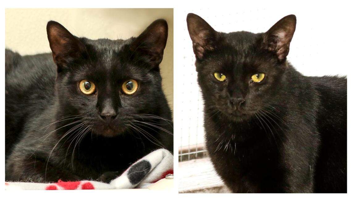 A pair of overlooked cats got a second chance after 1,000 days of waiting.