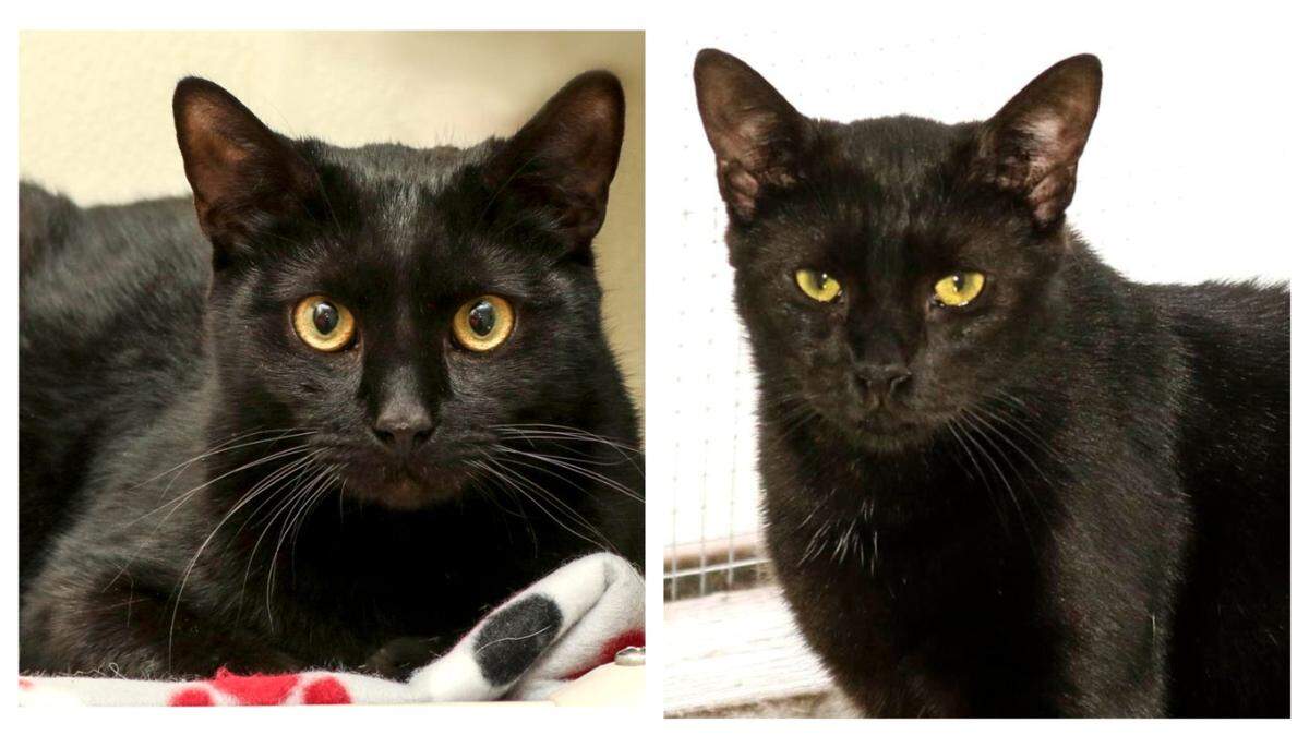 A pair of overlooked cats got a second chance after 1,000 days of waiting.