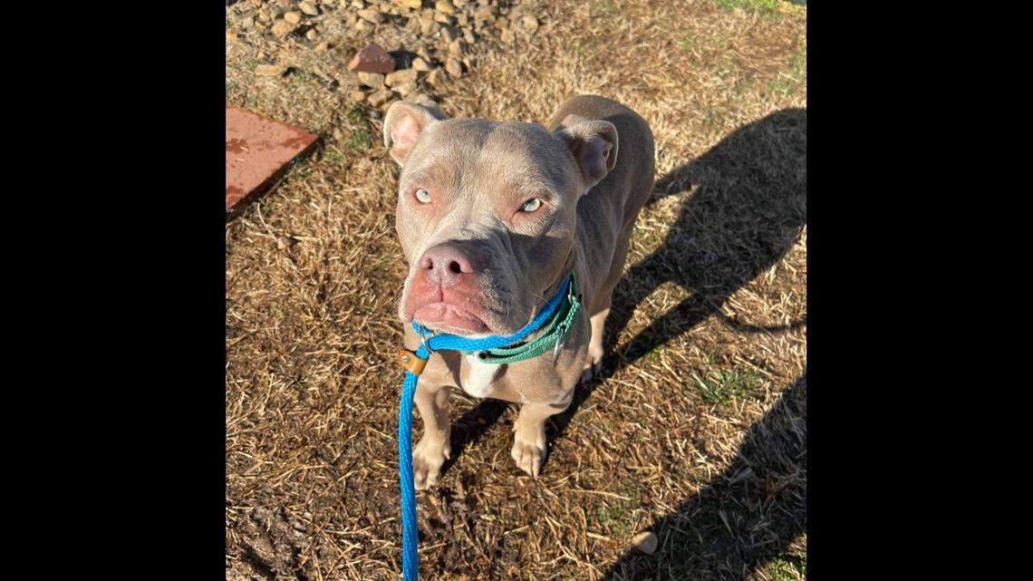A North Carolina dog with a “grumpy” face is in need of a new owner.