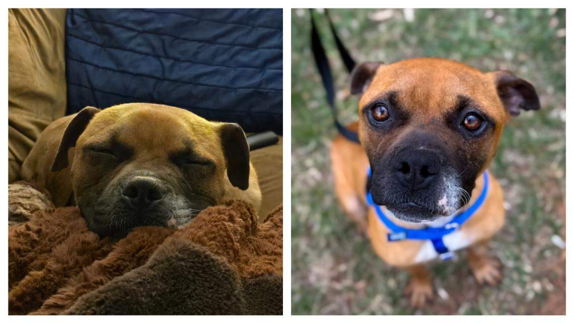 A North Carolina dog got new owners after she was confined to a chain, a shelter said.