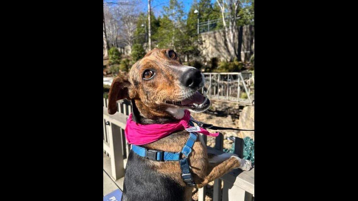 Navy is still up for adoption after spending months in a North Carolina shelter.