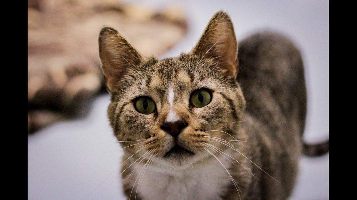 A sick cat needs a new place to spend his final days, a North Carolina shelter said.