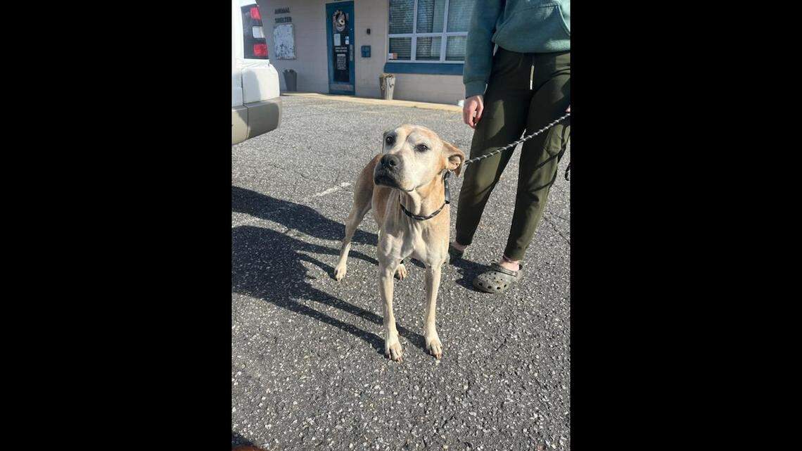 A “gentle” dog mom is up for adoption in North Carolina.